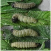 pyr cinarae larva4 volg